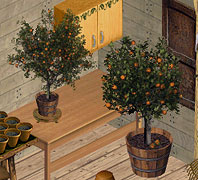 An orange tree