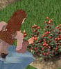 Crops & Gardens